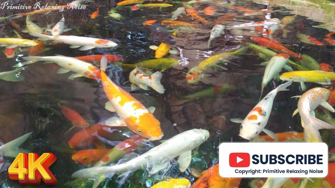 Koi Fish Pond And Calm Flowing Waterfall