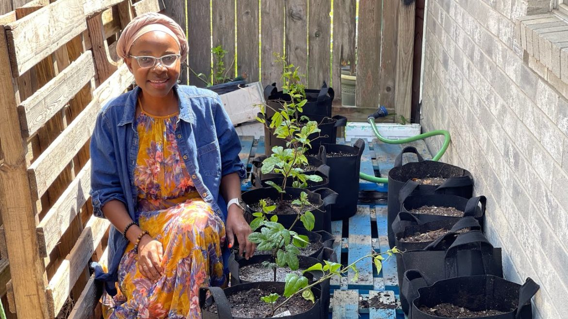 [GARDENING TUTORIAL] Transplanting Ugu In Grow bags| Fluted Pumpkin Cultivation in Containers