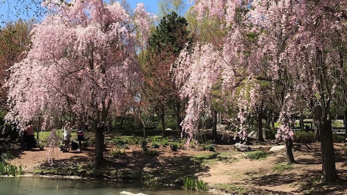 Kariya Park is Mississauga's Japanese garden filled with sakura trees Kariya Park is Mississauga's Japanese garden filled with sakura trees