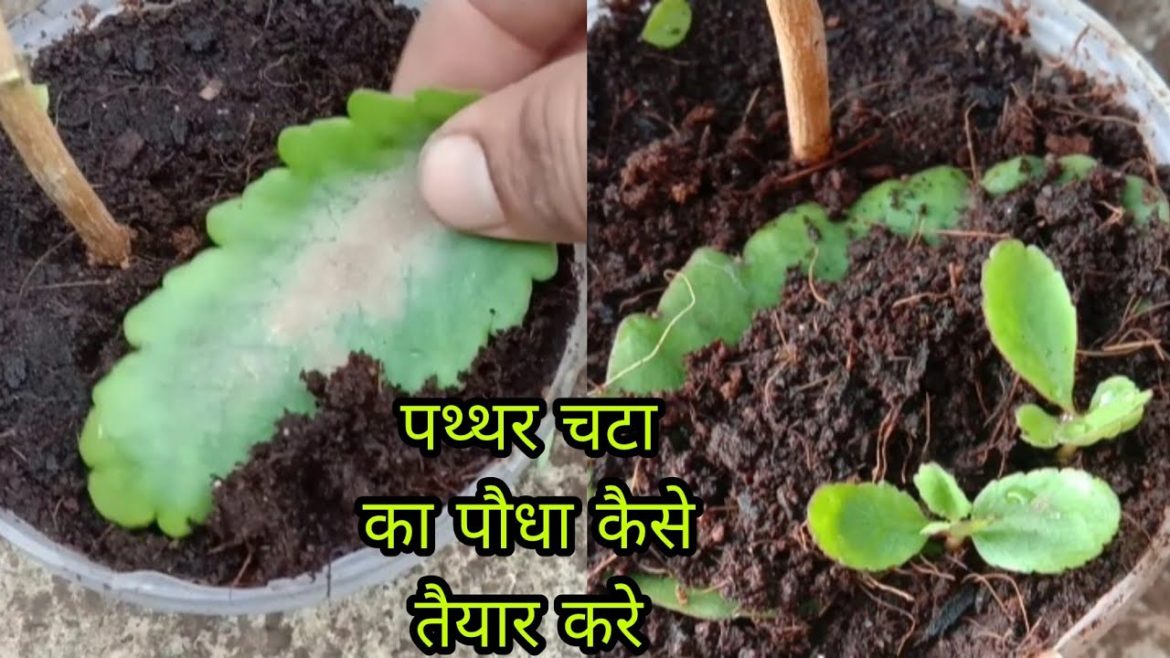 Patharchatta plant kaise lagaye @DIYGardenidea @KISHAN KHETI GARDEN MB