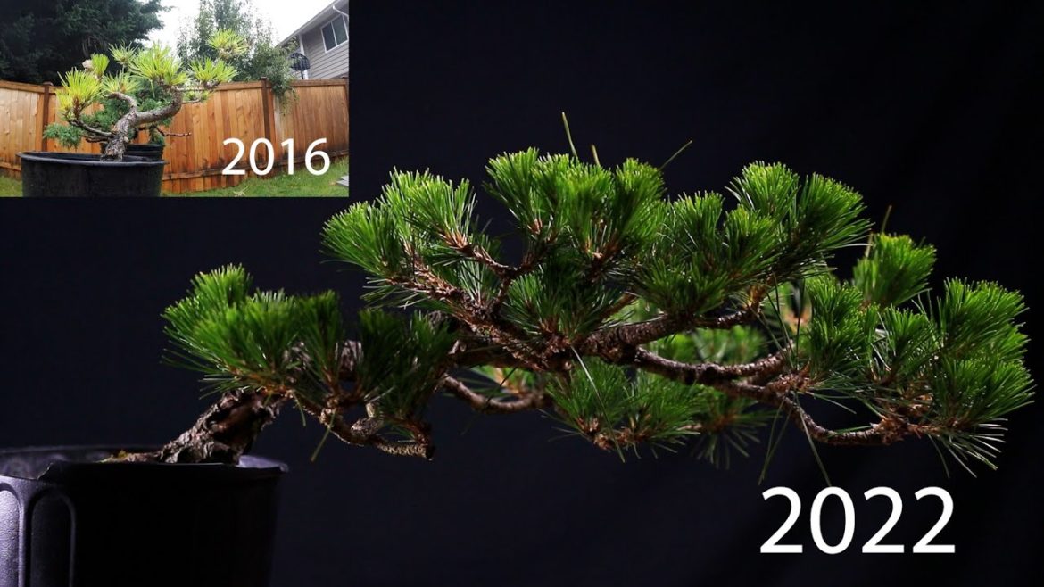 Japanese Black Pine Bonsai Decandle and Shoot selection 2nd year 2022