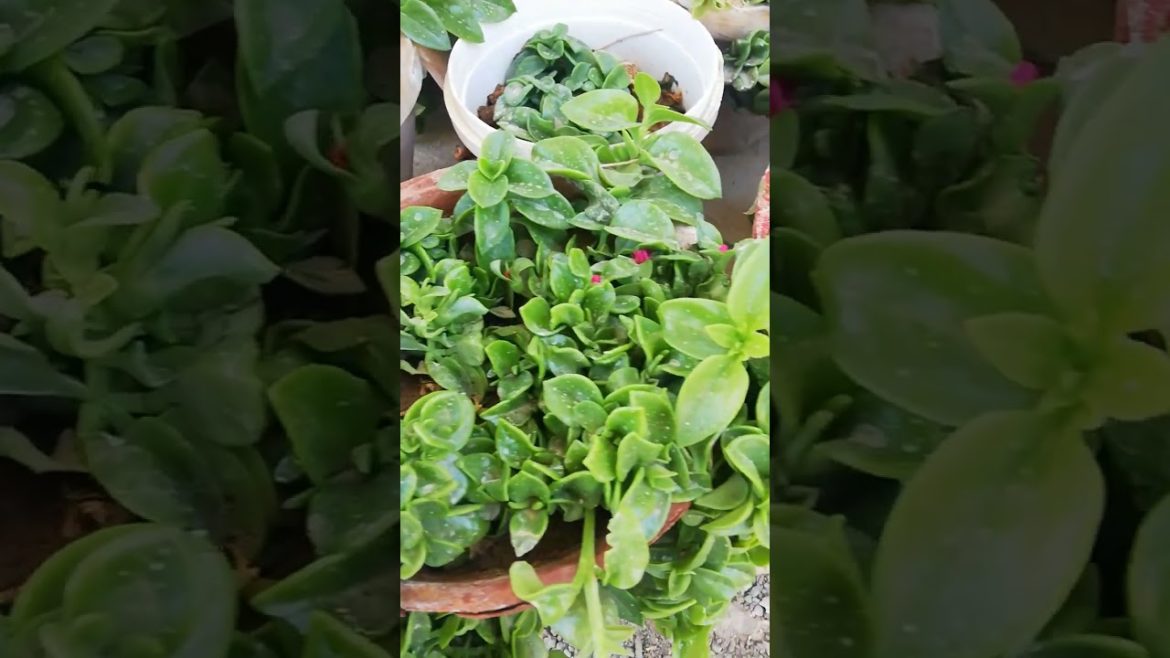 My Small Beautiful Home Garden Raining In My Backyard #shorts #garden