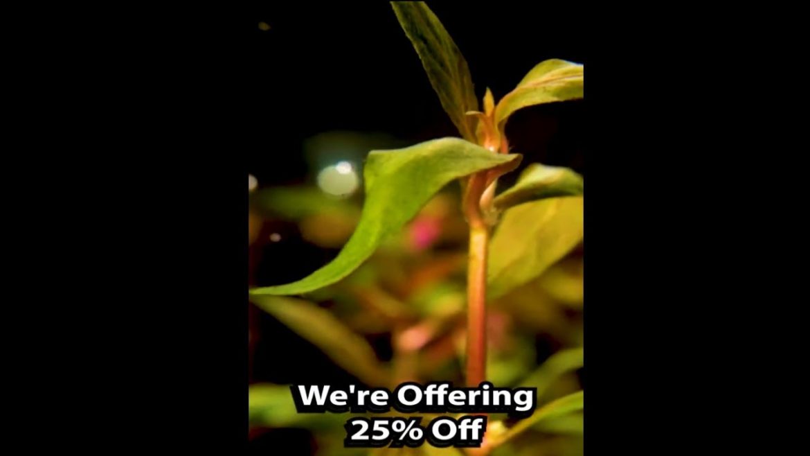 Our AQUATIC PLANT Sale is Here! 25% OFF - H20 Plants