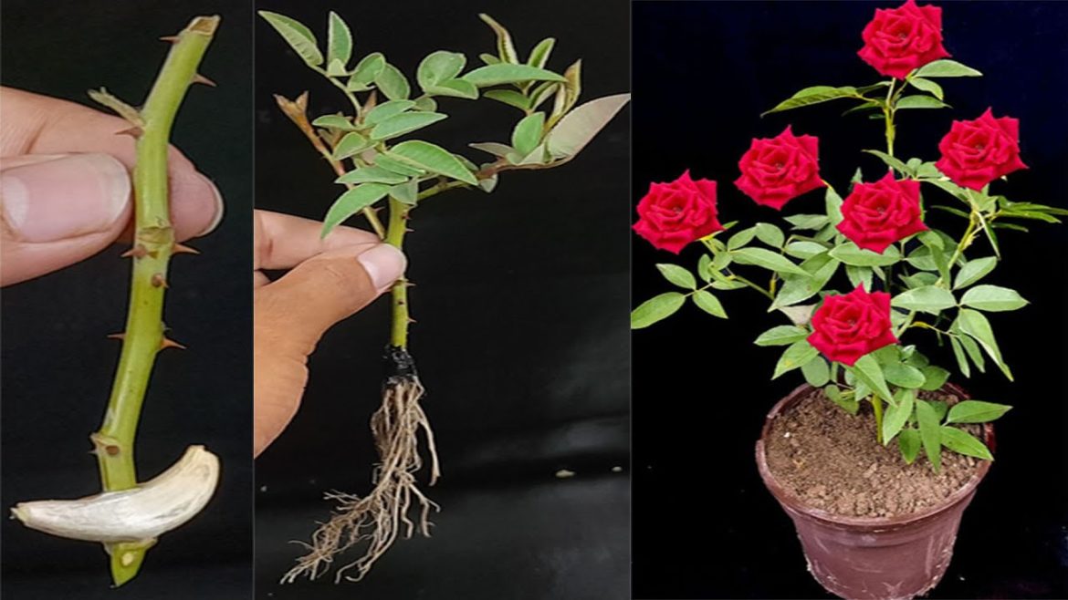 Easy way to grow rose cutting in sand | Stem cutting