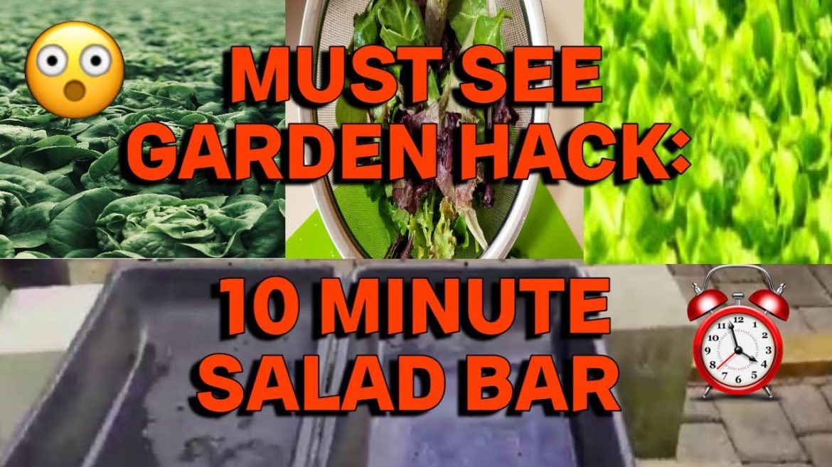 SALAD BAR AT HOME – NO TOOLS REQUIRED – GROW YOUR OWN VEGETABLES #gardening SALAD BAR AT HOME - NO TOOLS REQUIRED - GROW YOUR OWN VEGETABLES #gardening