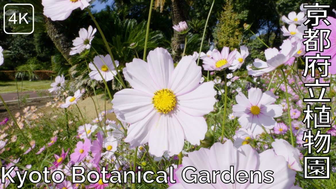 京都府立植物園を散策：Walking around Kyoto Botanical Garden(Kyoto,Japan)