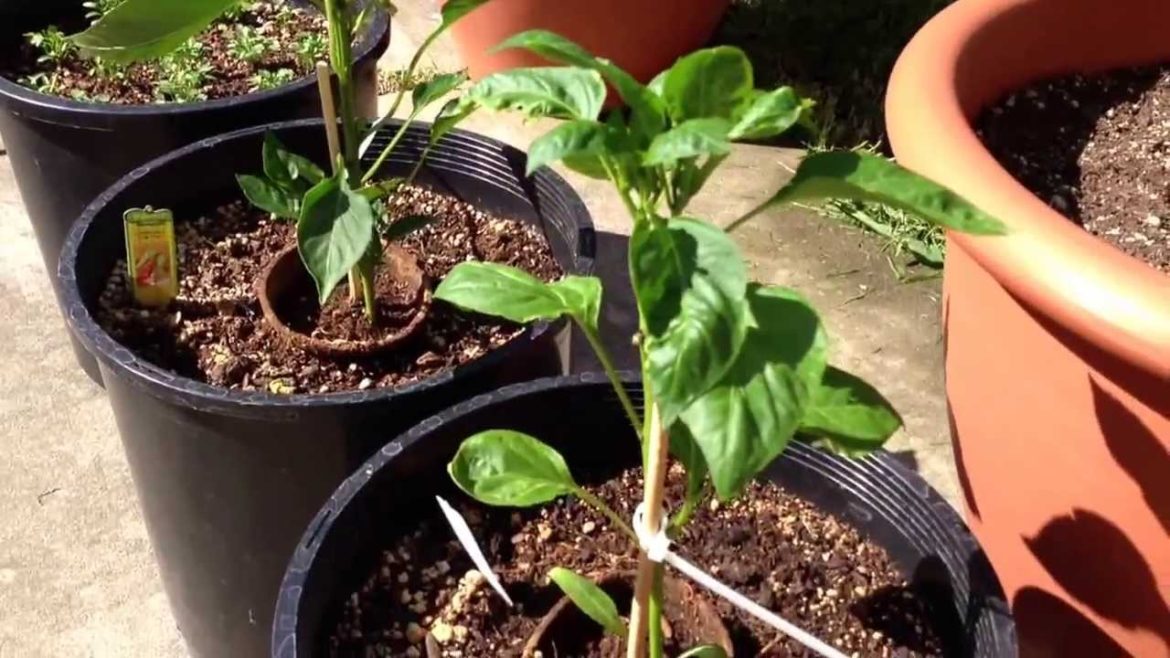 New garden raise bed I just builded :)