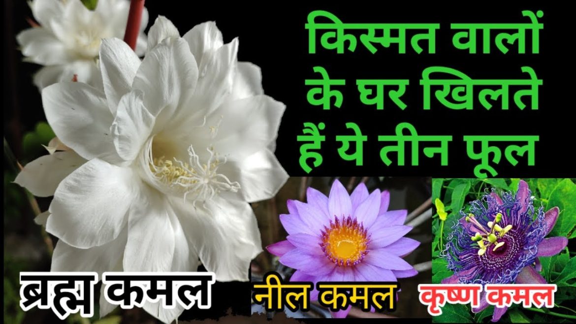 किस्मत वालों के घर खिलते हैं ये 3 फूल | Brahma Kamal, Neel kamal, Krishna Kamal Ghar Pe Kaise Ugain
