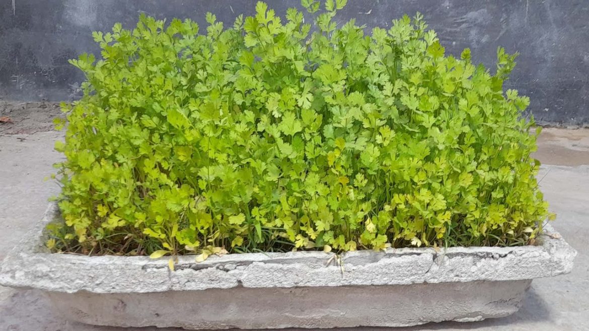 Magical way to Grow Coriander In just 5 Days / How to grow Coriander at home