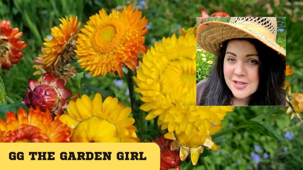 Garden Harvest Of Food And Cut Flowers From My Australian Cottage Garden • Chilli Plant Haul