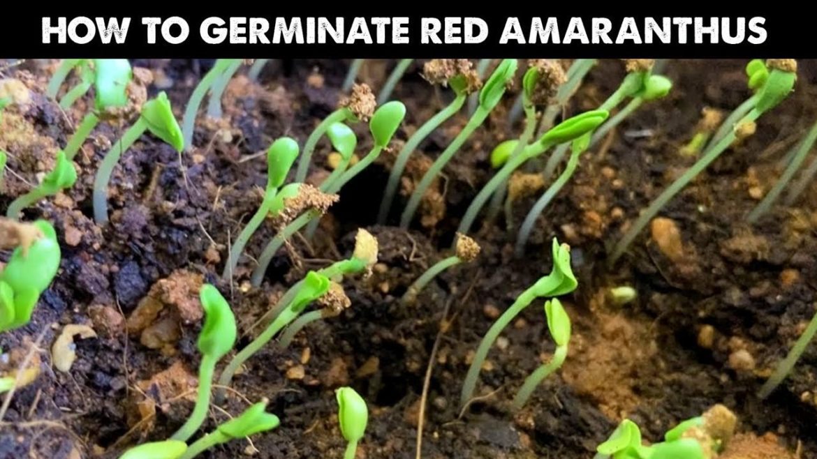 How To Germinate Red Amaranthus Fast | Starting Seeds or Growing Seedlings at Home | Gardening How To Germinate Red Amaranthus Fast | Starting Seeds or Growing Seedlings at Home | Gardening