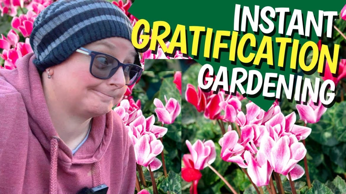 Planting for instant colour in a winter garden Planting for instant colour in a winter garden