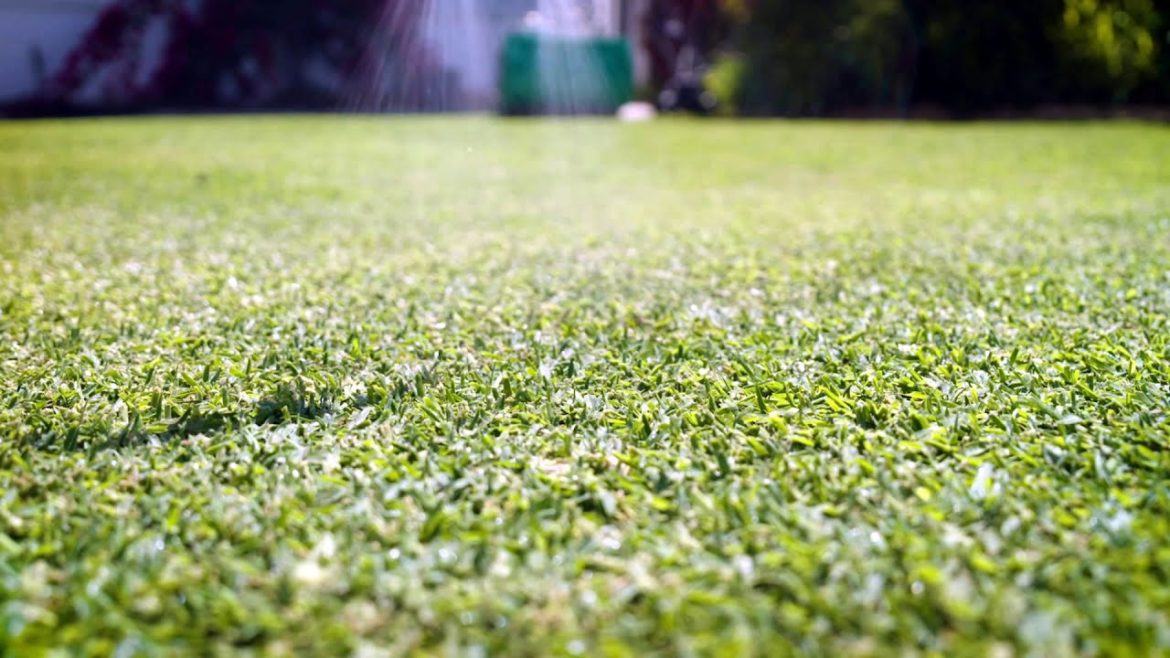 The Garden Gurus - Lawn Care tips: Plant Growth Regulators