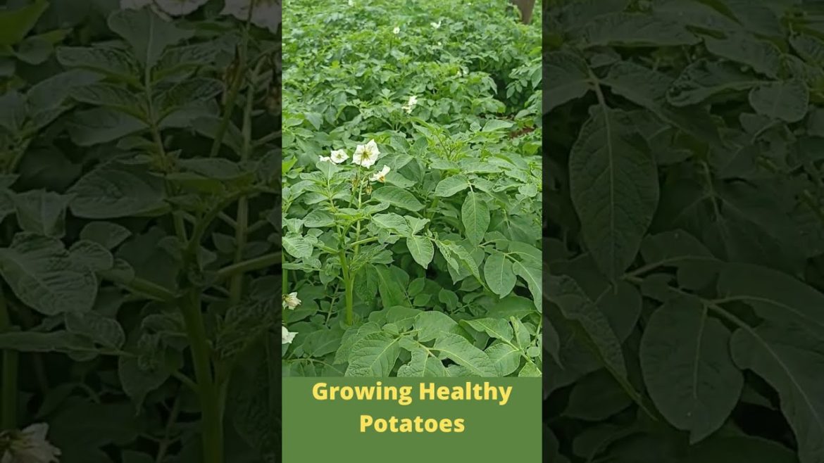 Growing Healthy Potatoes #Shorts
