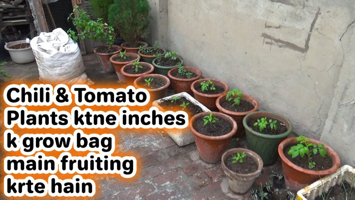 Chili and Tomato Plant  Ktne Inches K Grow Bag Main Fruiting Krte Hain | Winter Veggies Update