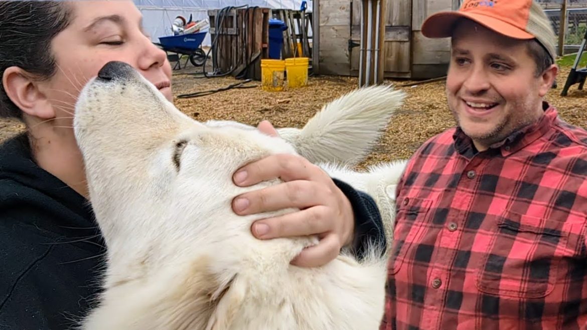 Fun Visit to Gold Shaw Farm: It Was My Life's Ambition to Hug This FLOOFY Dog