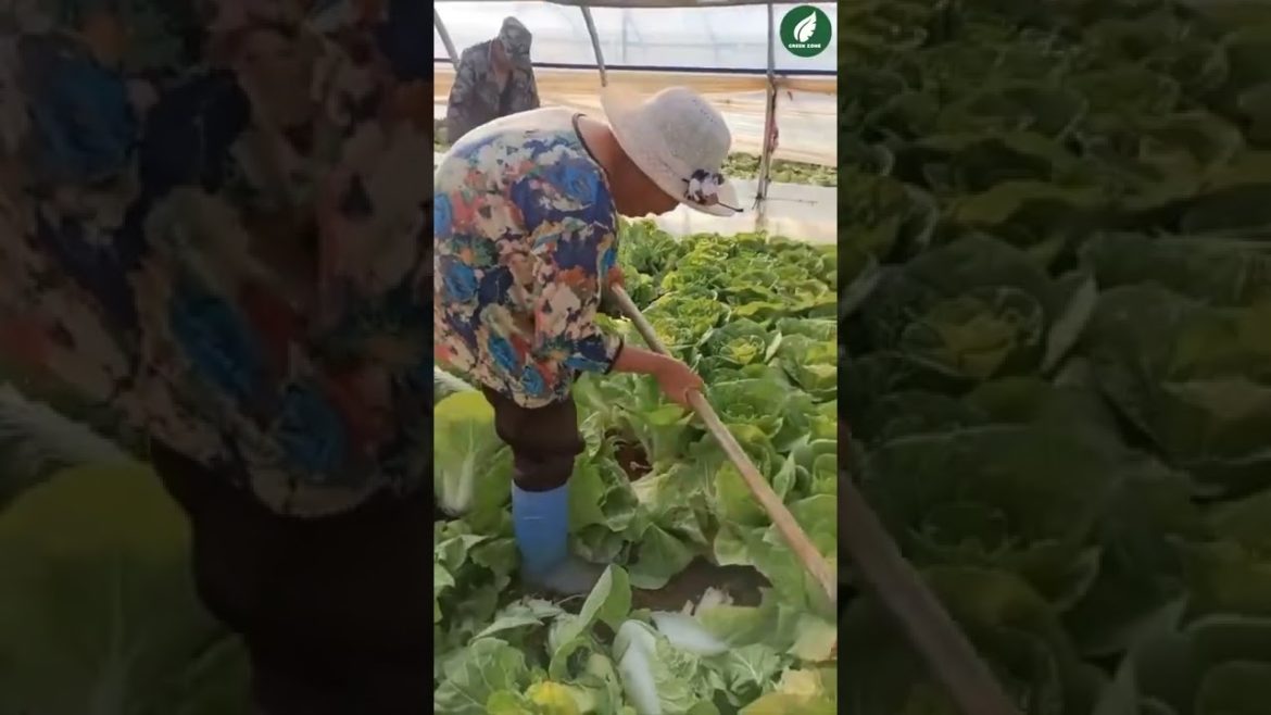 Fresh Harvesting Horticulture#shorts #horticulturesprayer #horticulturecounsellingnotification