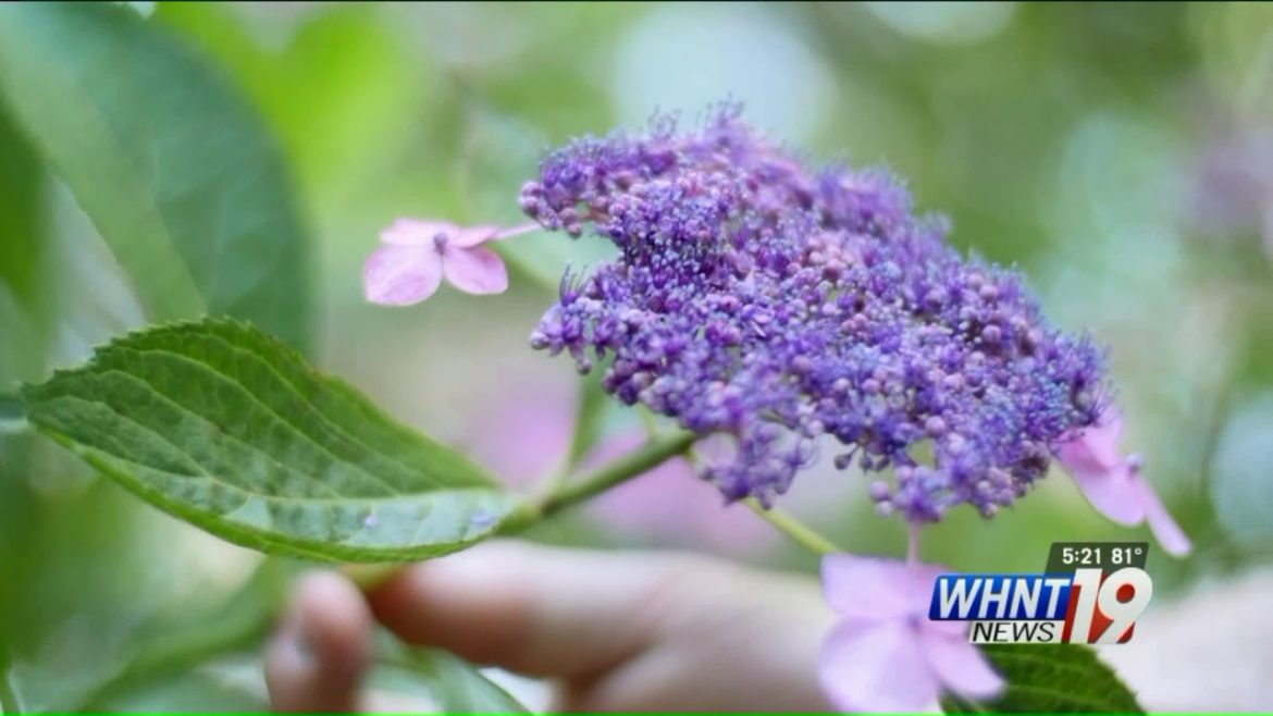 Garden Tips: Shade Garden