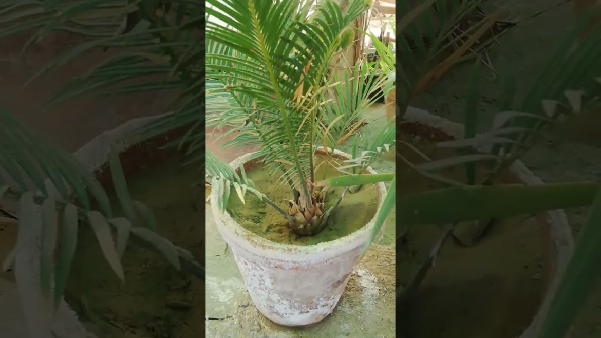 My Small Beautiful Home Garden Raining In My Backyard #shorts #garden