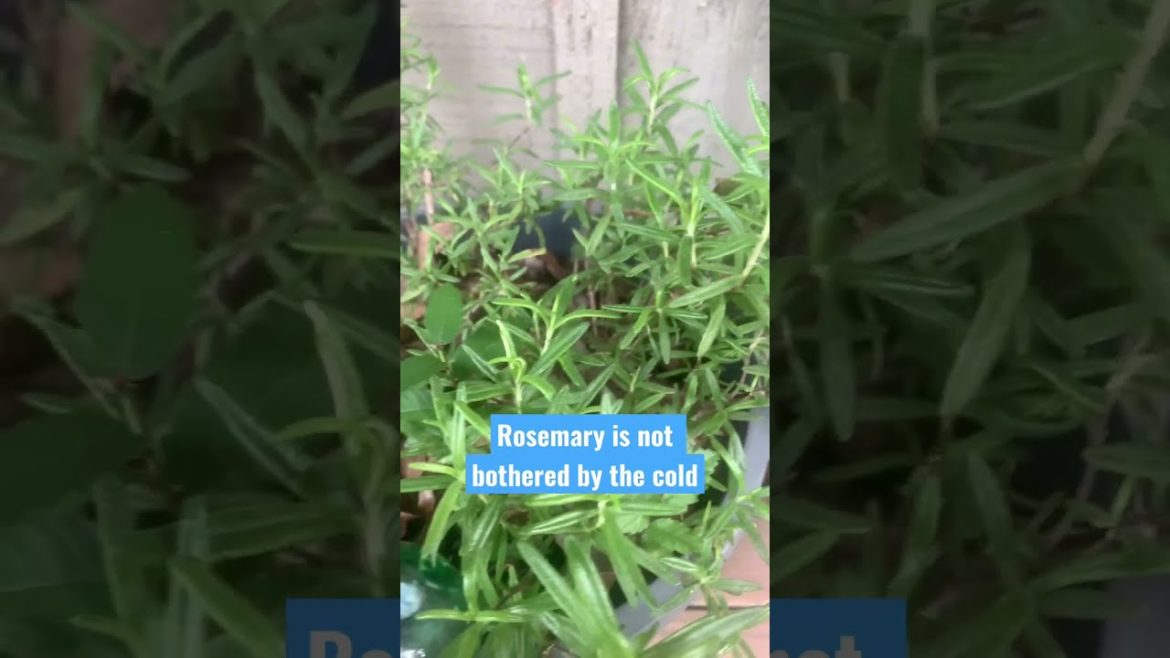 Rosemary doesn't mind the COLD #shorts #gardening #healthylifestyle Rosemary doesn't mind the COLD #shorts #gardening #healthylifestyle