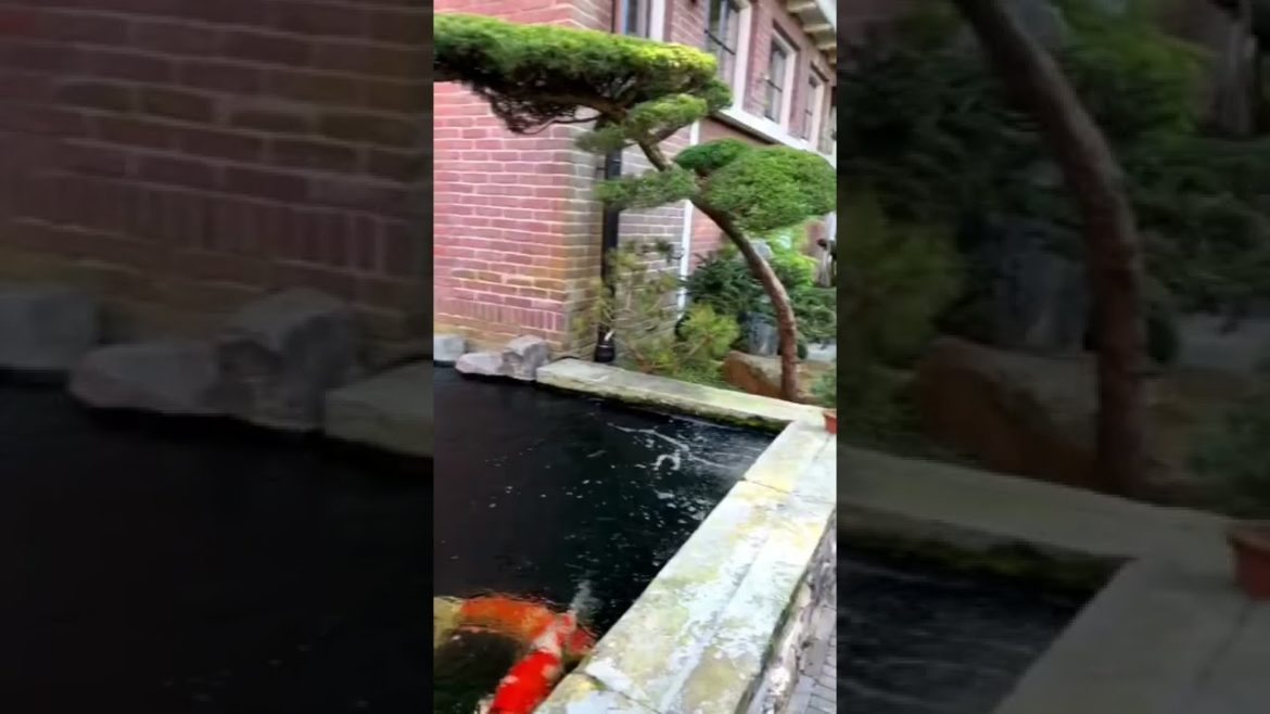 Japanese garden koi pond design ❤️