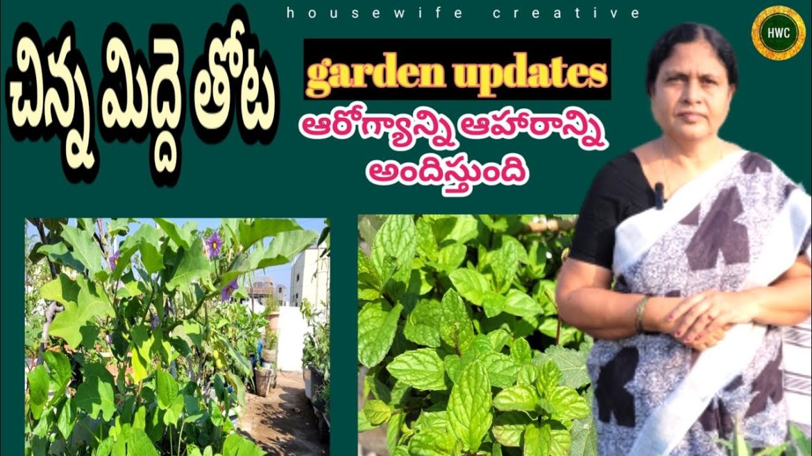 మిద్దె తోటను ఒకసారి చూడండి|| gardening updates||gardening tips||terrace gardening మిద్దె తోటను ఒకసారి చూడండి|| gardening updates||gardening tips||terrace gardening