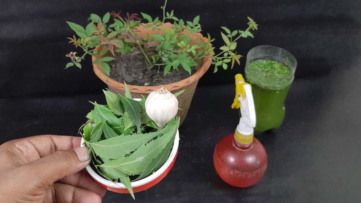 How to make organic Neem pesticide at home || Best natural pesticide from neem leaves and Garlic