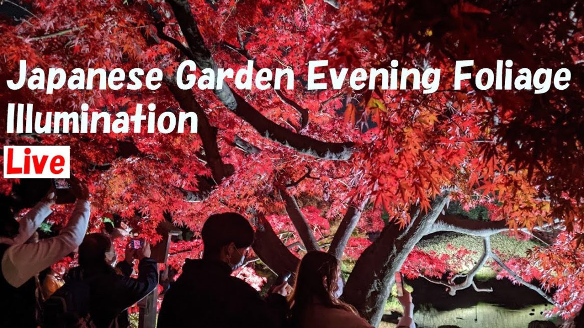 Japanese Garden Evening Foliage Illumination Live Tour