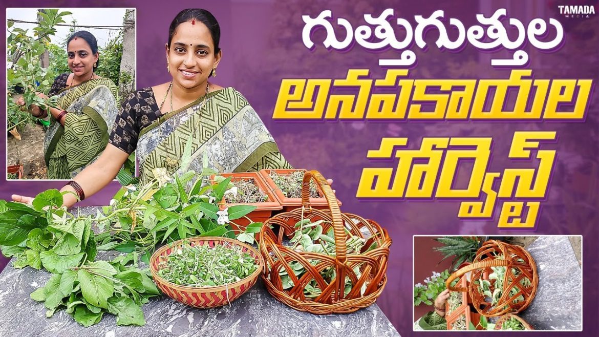 Special vegetables harvest || TELUGU GARDEN VLOG