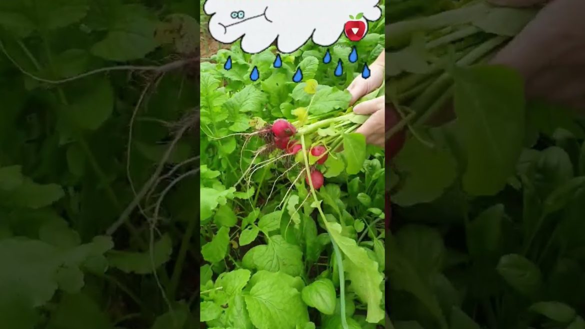 Svo jesenje povrće na jednom mjestu