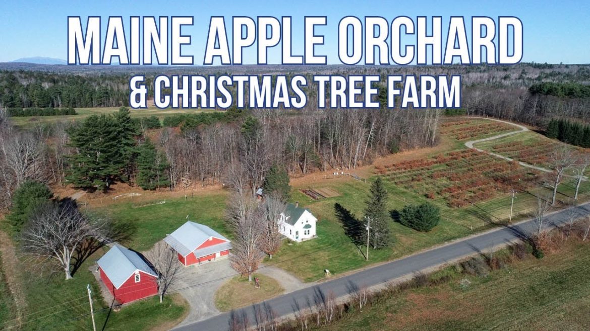 Maine Apple Orchard & Christmas Tree Farm For Sale | Maine Real Estate Maine Apple Orchard & Christmas Tree Farm For Sale | Maine Real Estate
