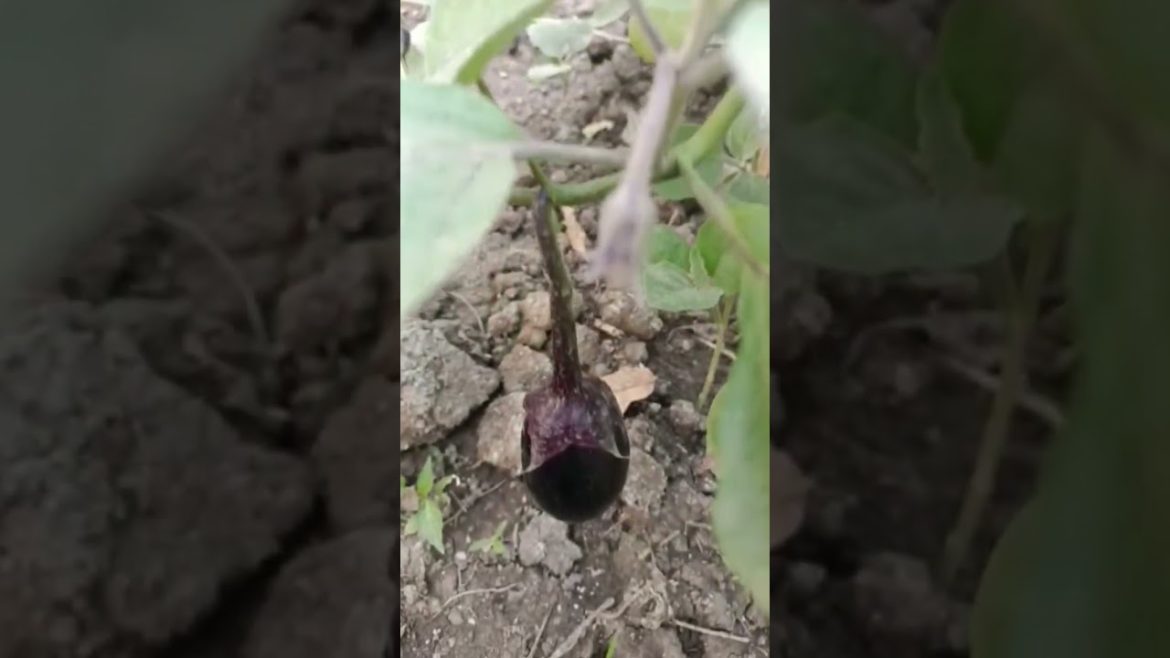 #baigan#vegetable#plant#gardening