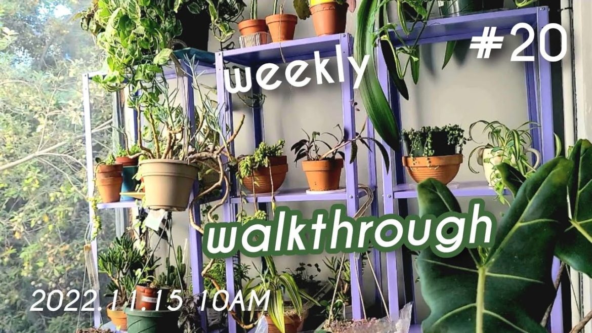 🌿📒plants diary 20 walkthrough 2022.11.15 ft kitty🐱| chill indoor house + balcony plant tour 🌿📒plants diary 20 walkthrough 2022.11.15 ft kitty🐱| chill indoor house + balcony plant tour