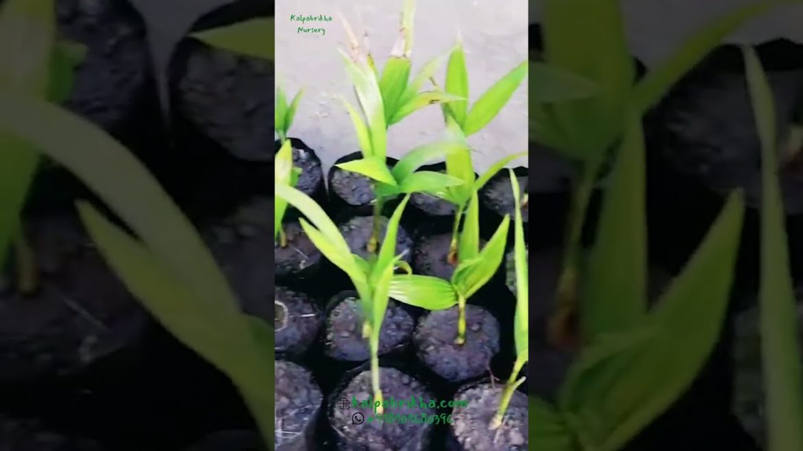 Areca Nut/Betel Nut Growing Tips & Tricks #arecanutfarming #arecanut #betelnut