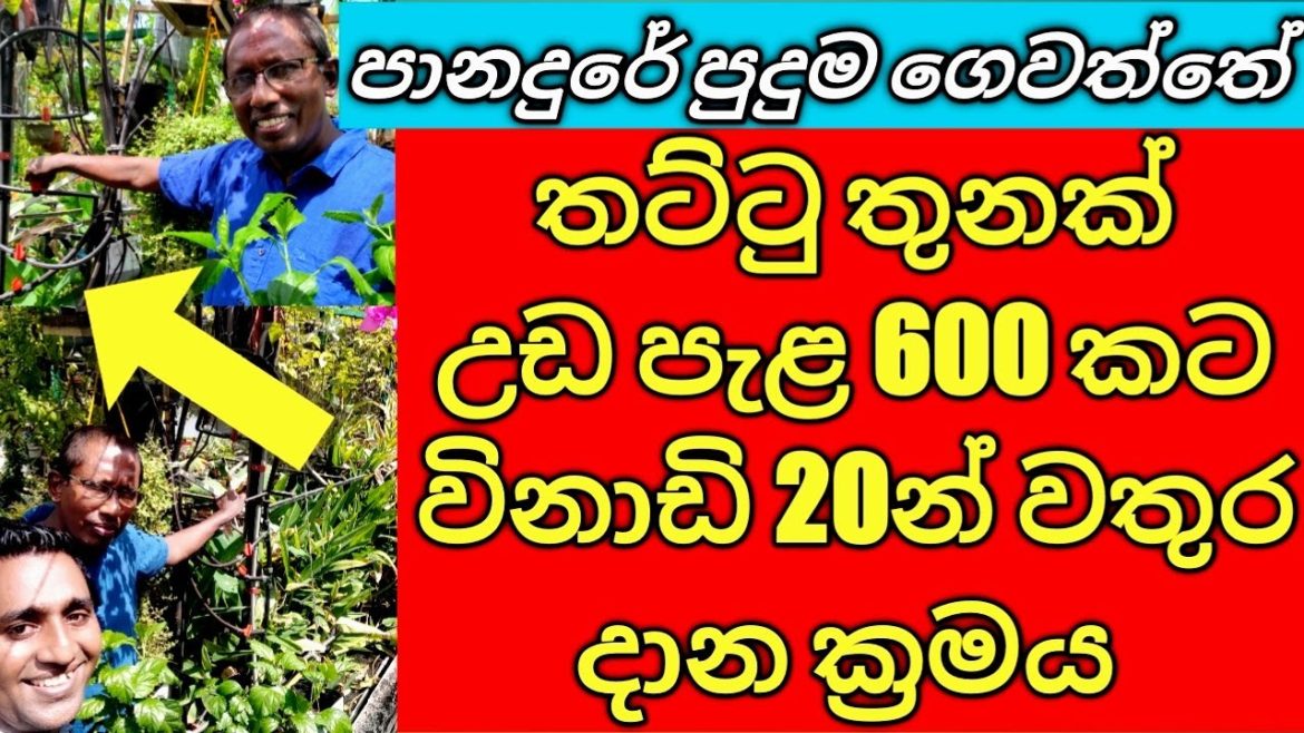 How to irrigate Rooftop Vegetable Home garden Cultivation using the Drip irrigation method