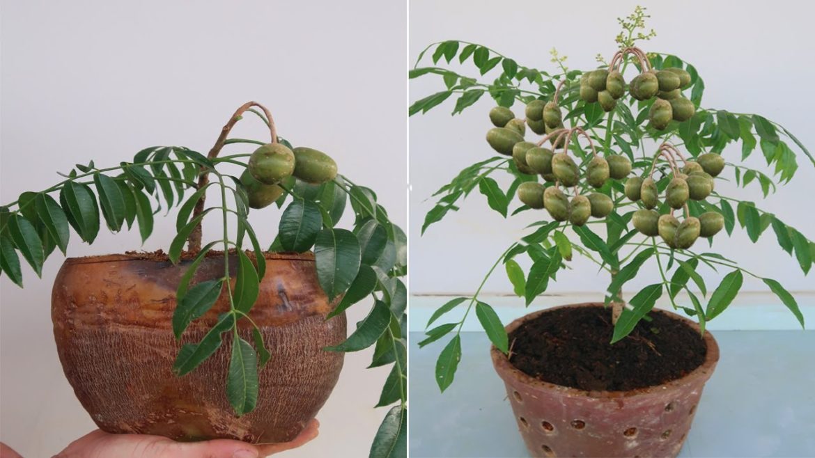 How to grow Toad fruit from cuttings in coconut fruit for beginners