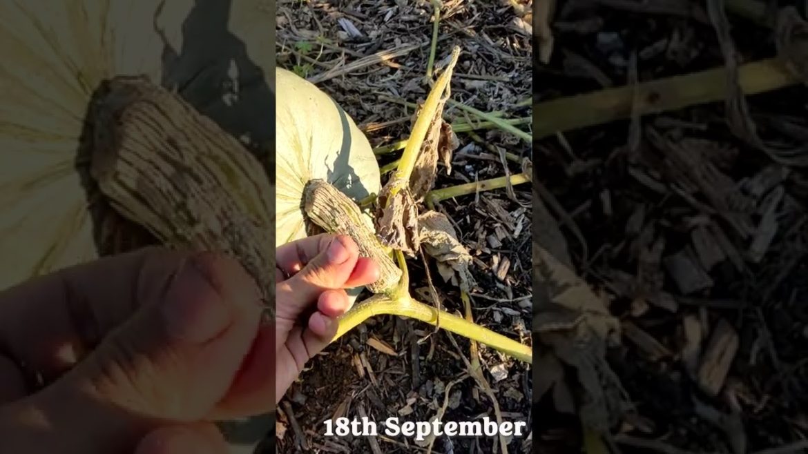 Squash Tips: interplanting, harvesting, curing Squash Tips: interplanting, harvesting, curing