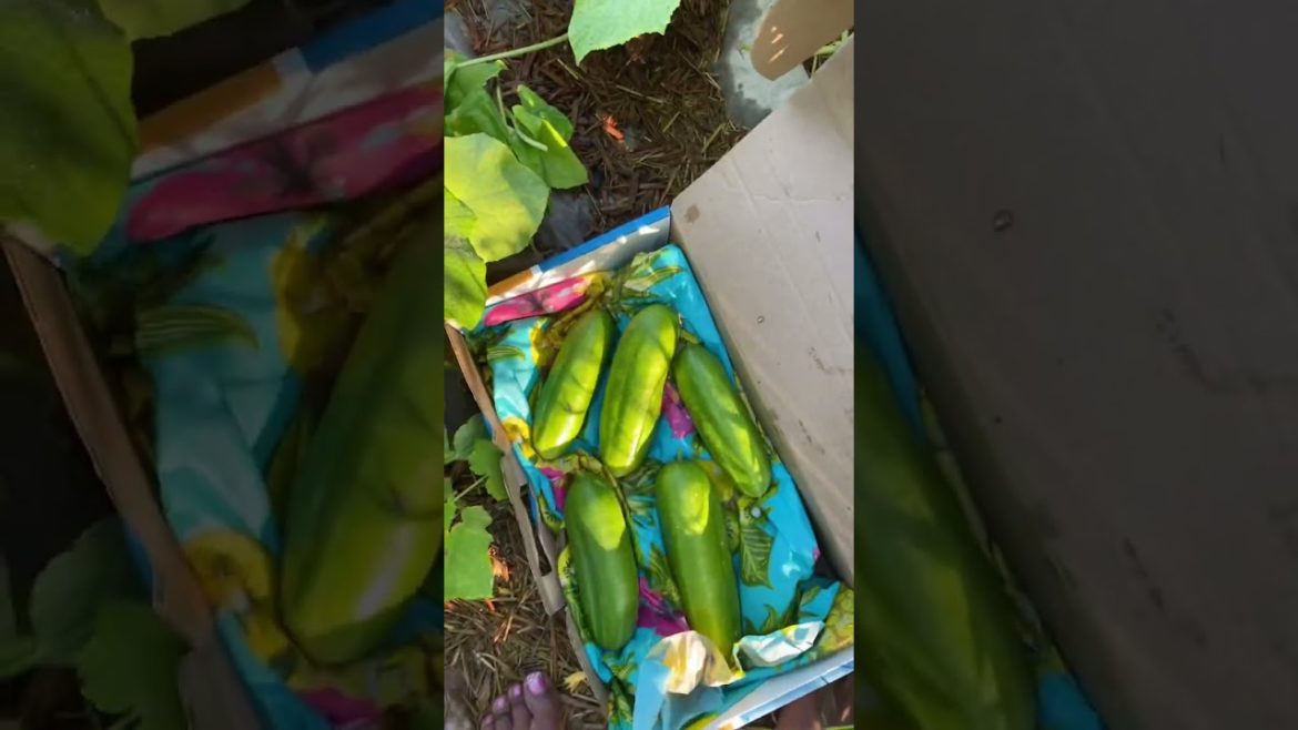 #Backyard Garden #Harvest #Growyourownfood #Backyard Garden #Harvest #Growyourownfood