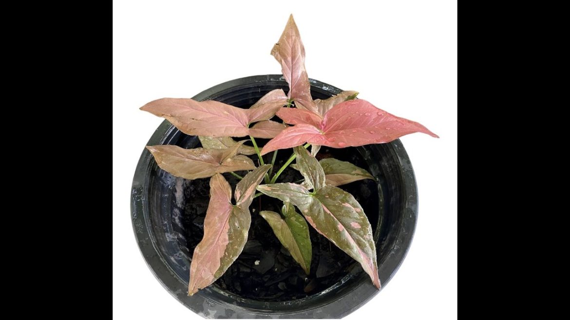 Syngonium Pink Splash, Rare Syngonium Pink Splash, Rare