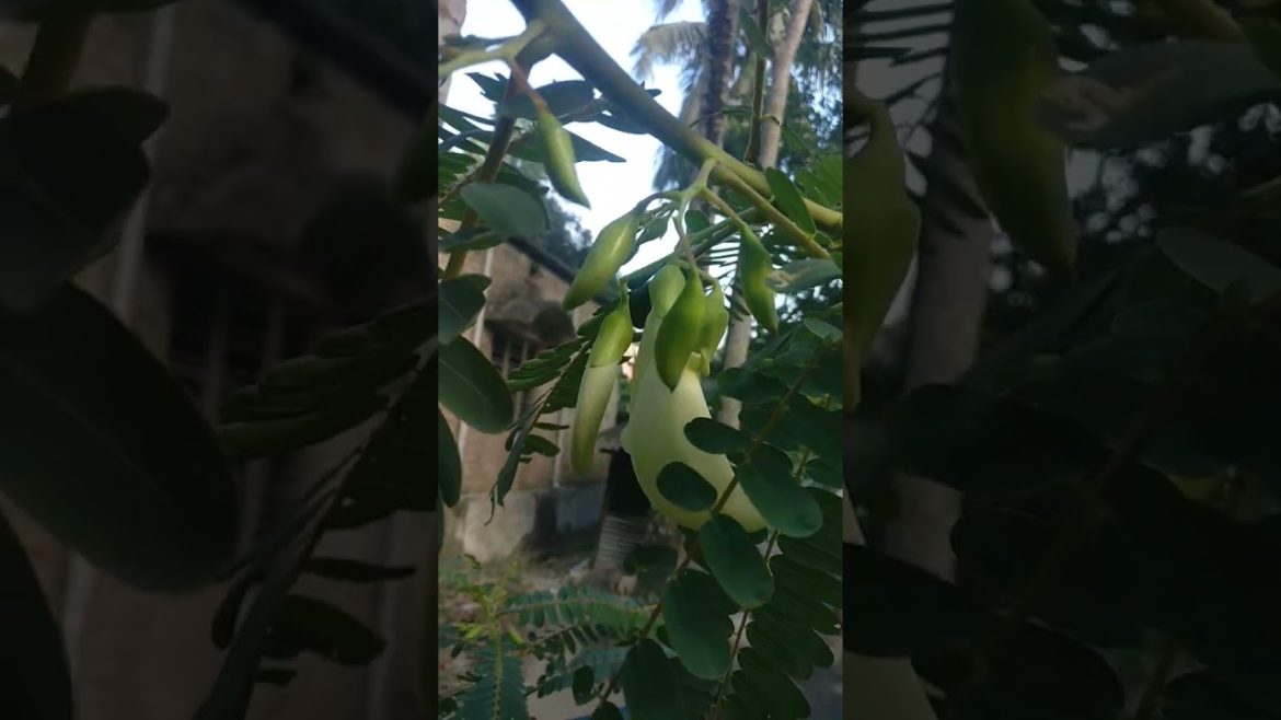 August flower winter edible flower  21 November 2022