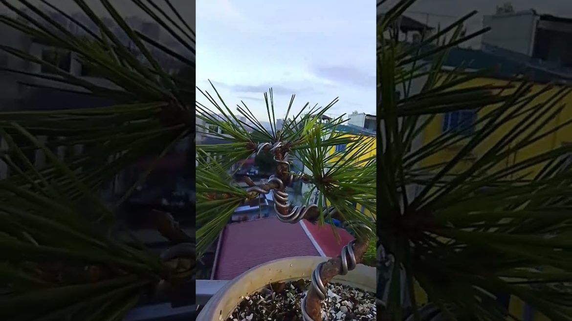 #short video Japanese Black Pine