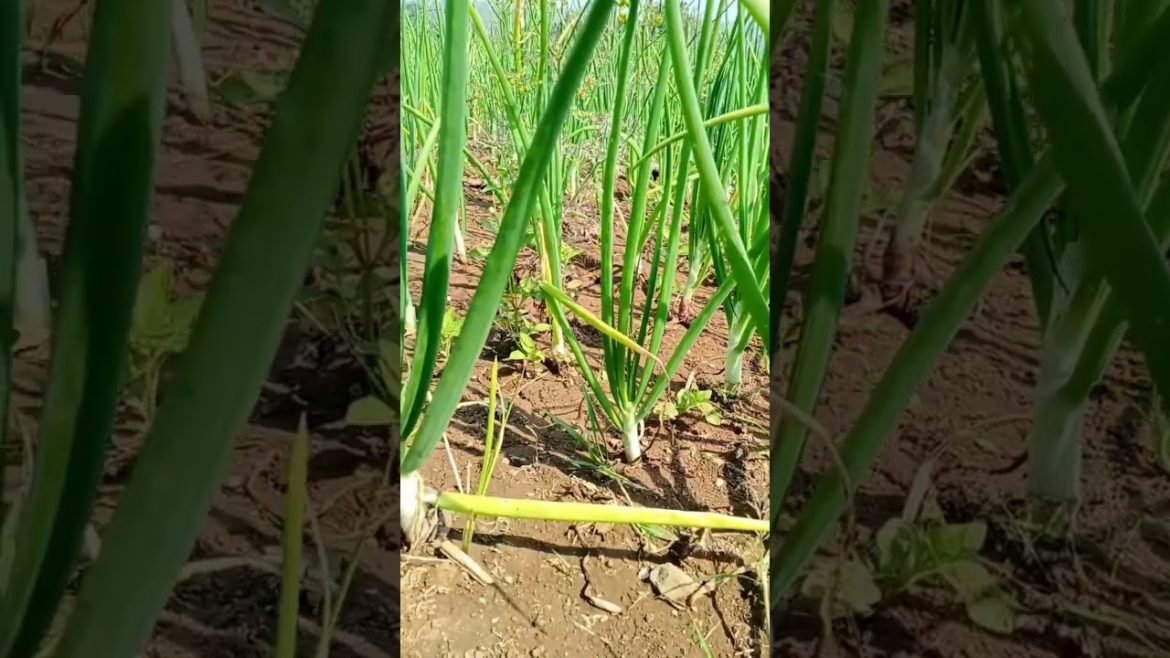 onion plants in my kitchen garden #shorts