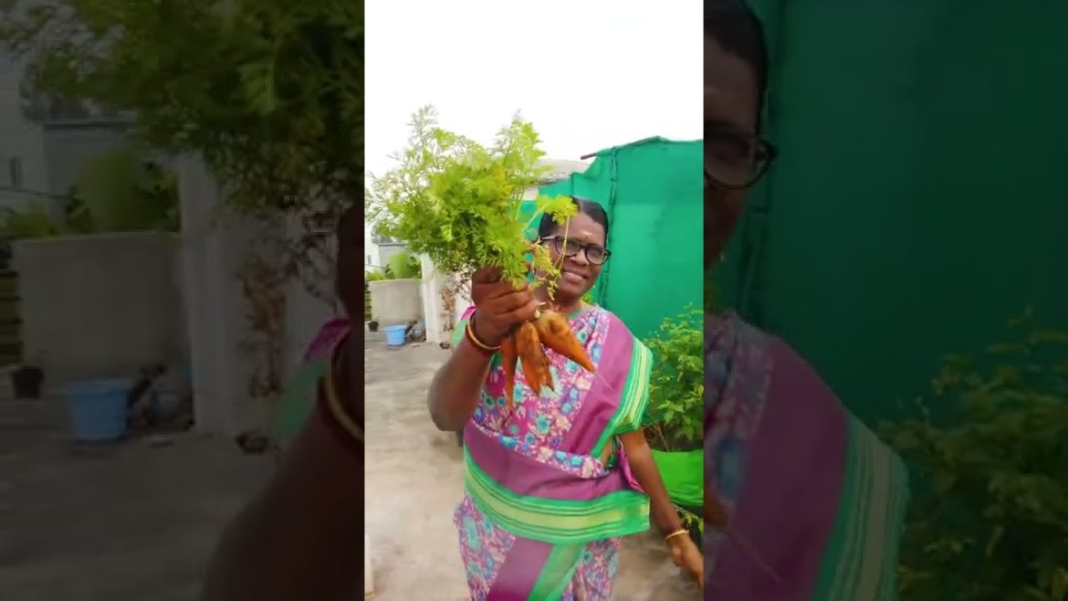 100% organic |Carrot Harvest at home #kitchengarden #shorts