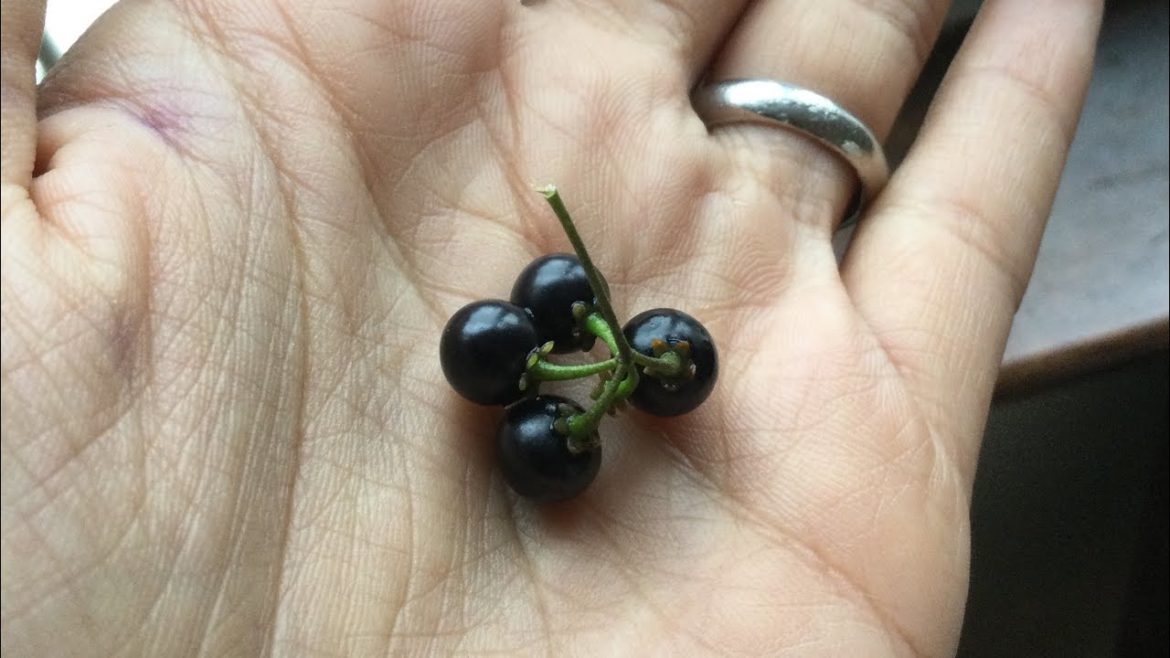 Foraging Black Nightshades : Umsobo  Nastergal / Sunberry