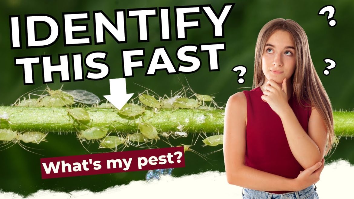 How to identify pests on plants  🌿🍓🪲