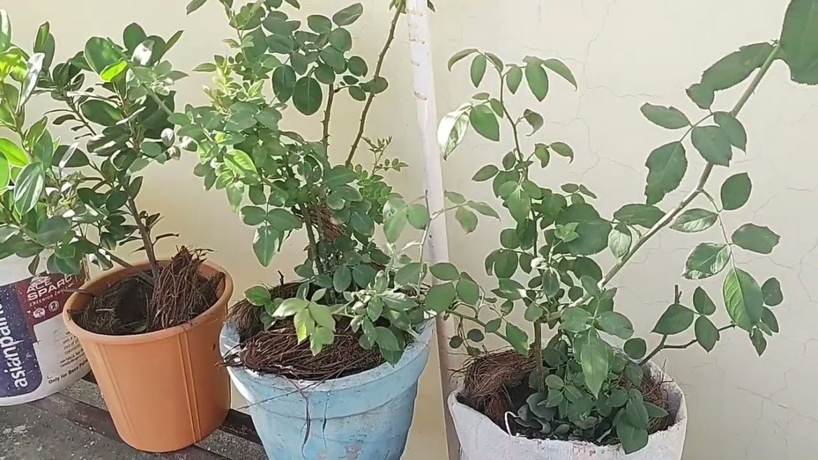 What are the common plants in the garden?#garden #gardening #home #terrace#youtuber #youtube #plants