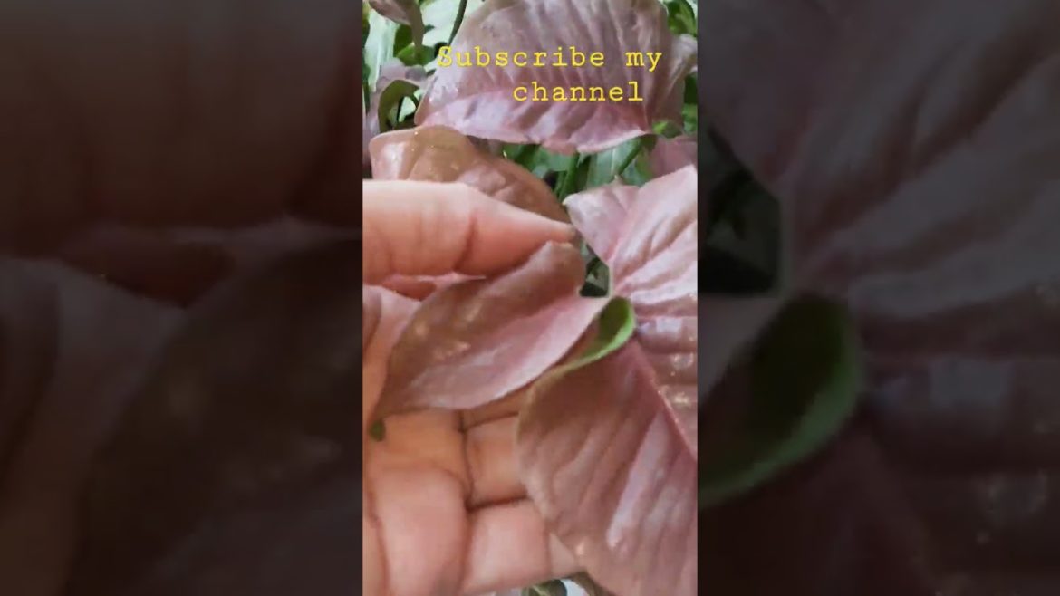 syngonium plant/sumbul's garden #shorts#