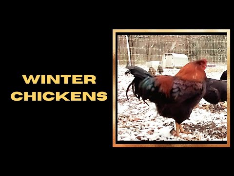 Supplies for Chickens in Cold Winters Supplies for Chickens in Cold Winters