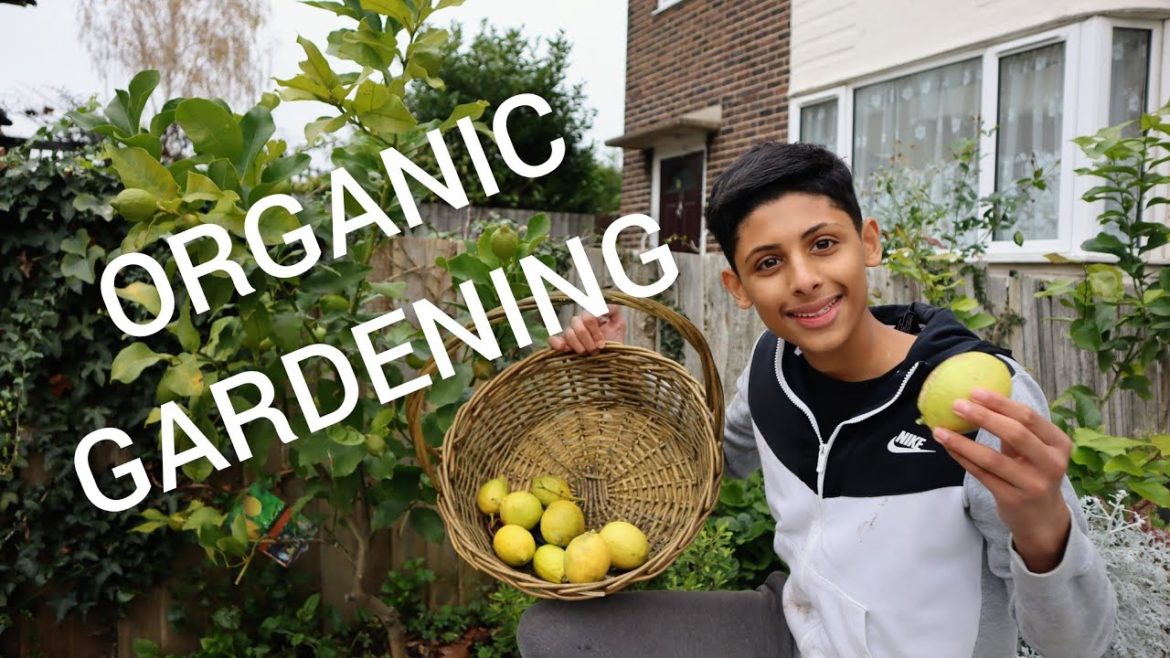 Organic Gardening For Beginners | Growing Fruits and vegetables | Kitchen Gardening
