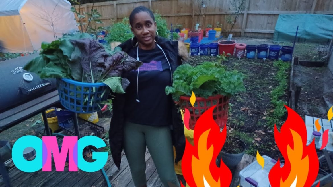 Harvesting From Garden|  Backyard Gardening 2022
